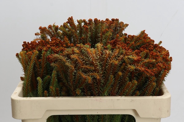 <h4>Cape Green Palaecea Orange</h4>