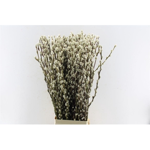 Salix Ca Snow Flake