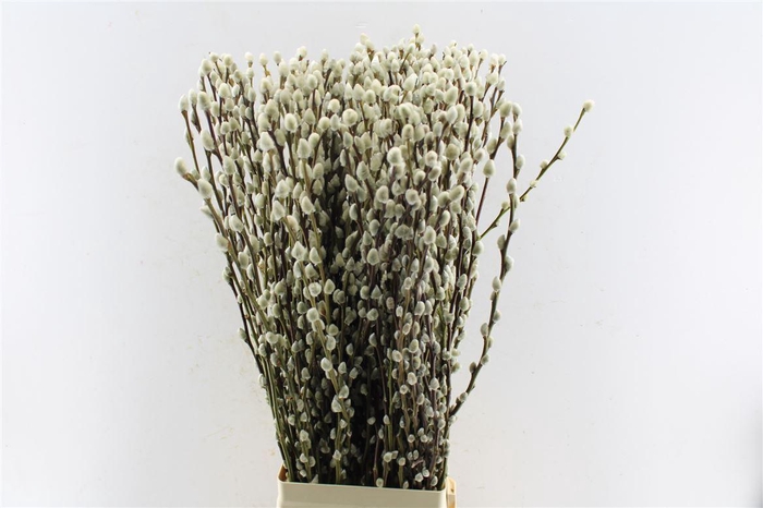 <h4>Salix Ca Snow Flake</h4>