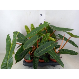 Philodendron billietiae