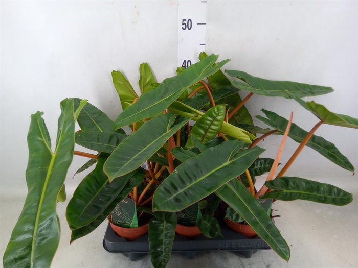 <h4>Philodendron billietiae</h4>