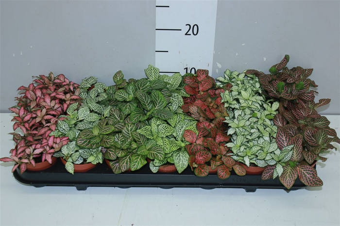 <h4>Fittonia Gemengd</h4>