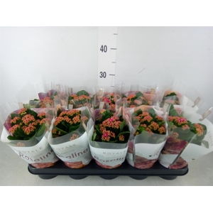 Kalanchoe blos. 'RosDon Victorio'