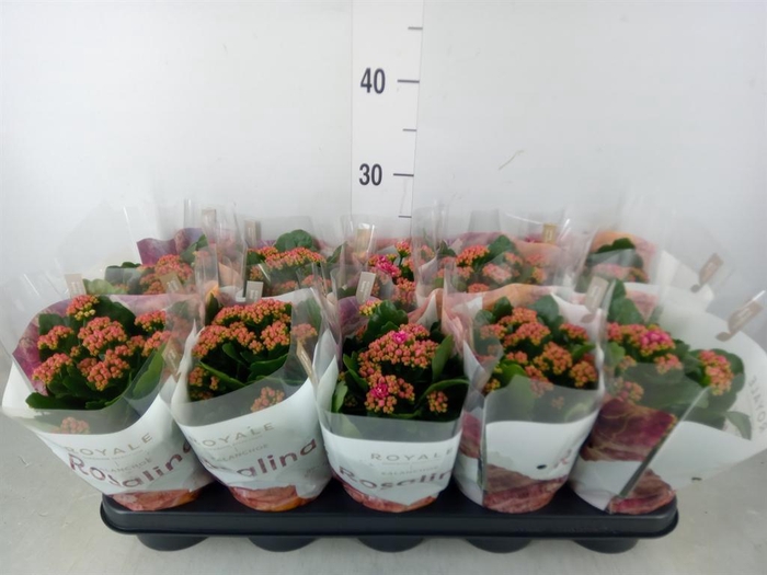 <h4>Kalanchoe blos. 'RosDon Victorio'</h4>