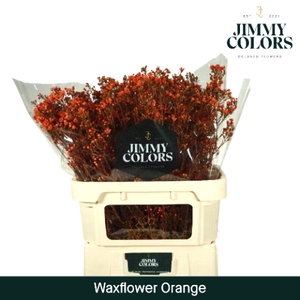 Waxflower premium L80 Klbh. Oranje