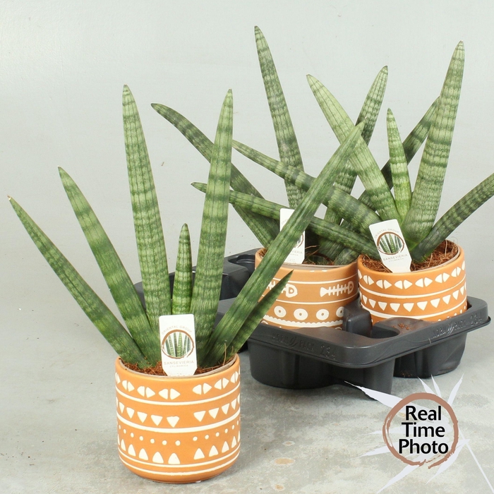 <h4>SANSEV CY HANDSHAKE</h4>