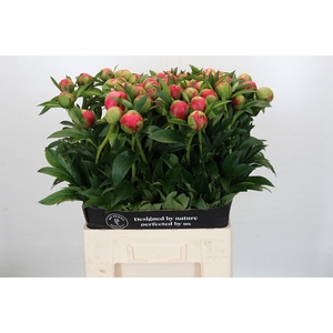 Paeonia Coral Charm