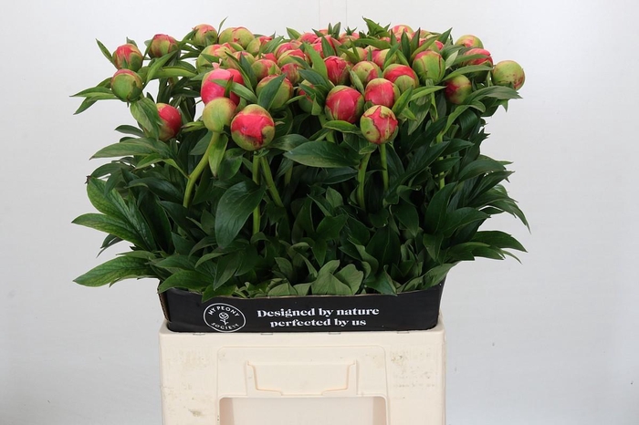 <h4>Paeonia Coral Charm</h4>