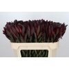 Leucadendron Saf Sunset Dark R.