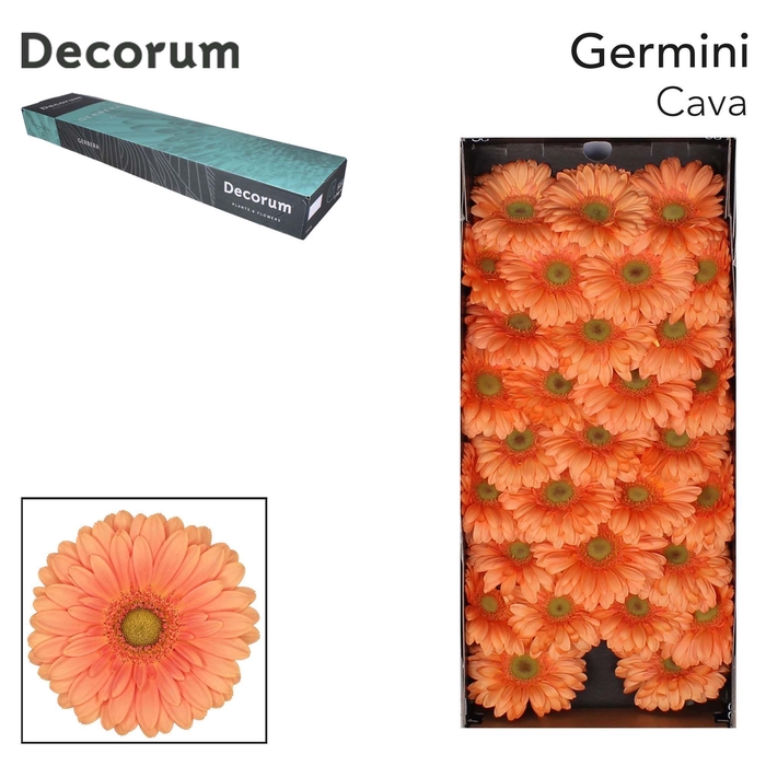 <h4>GE MI CAVA Doos x60</h4>