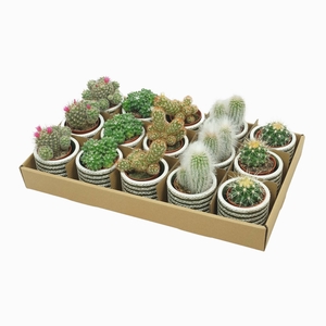 Cactus Gemengd Keramiek Olive Raf