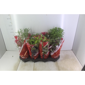 ERVAS AROMATICAS P15