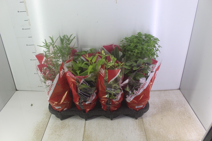 <h4>ERVAS AROMATICAS P15</h4>