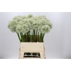 Allium Mount Everest