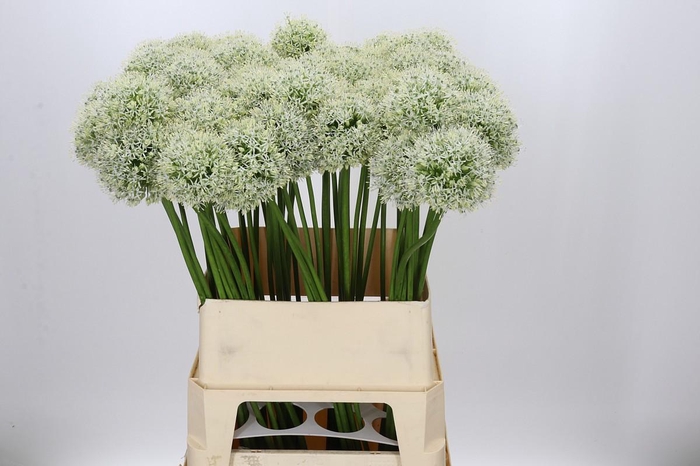 <h4>Allium Mount Everest</h4>