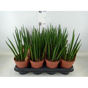 Sansevieria bacularis