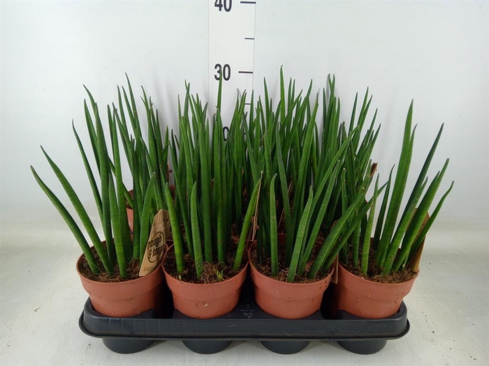 <h4>Sansevieria bacularis</h4>