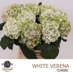 HYDR M CH WHI VER CL