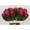 Protea Brenda