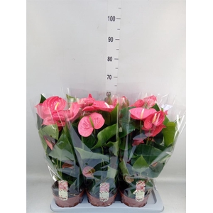Anthurium andr. 'California'