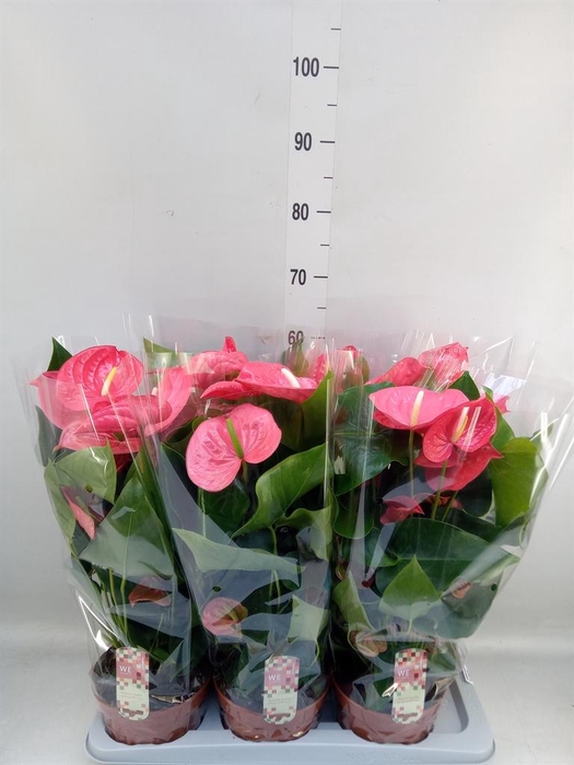 <h4>Anthurium andr. 'California'</h4>