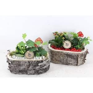 arr2 PL - Schors ovaal - rood/wit