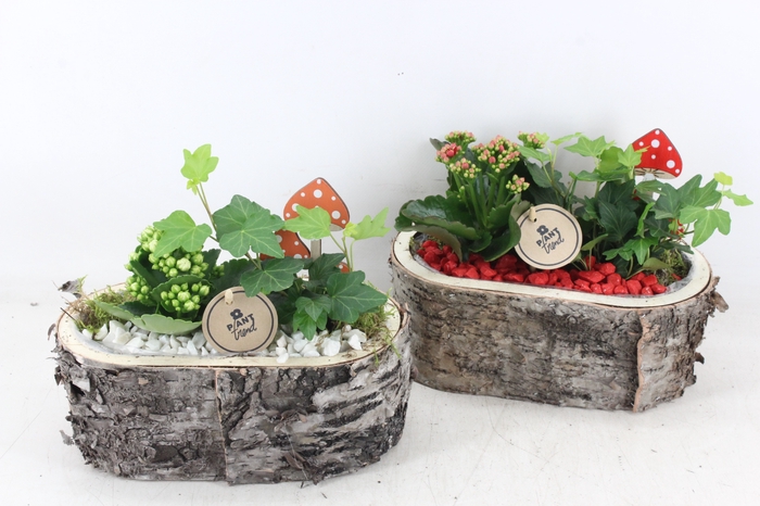 <h4>arr2 PL - Schors ovaal - rood/wit</h4>