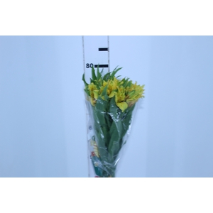 ALSTROEMERIA ISOLA 080 CM