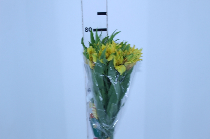 ALSTROEMERIA ISOLA 080 CM