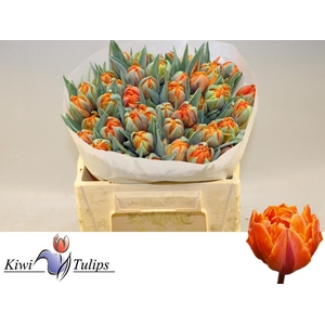 TU DU ORANGE PRINCES