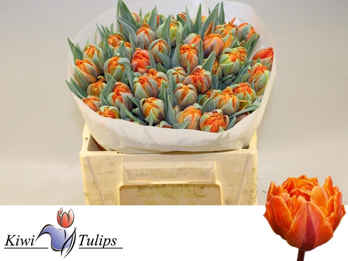 <h4>TU DU ORANGE PRINCES</h4>