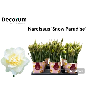 Narc Du Snow Paradise