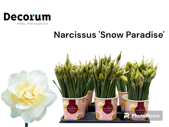 <h4>Narc Du Snow Paradise</h4>