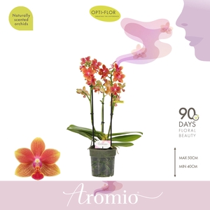 Aromio Tropical 3 spike