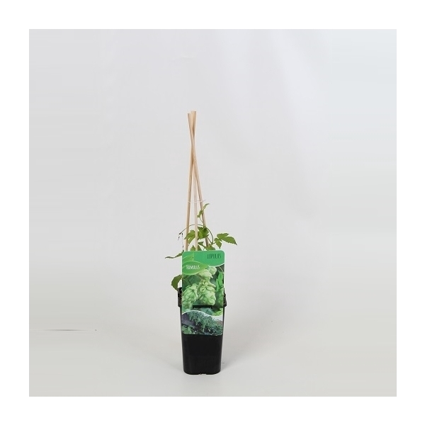 <h4>Humulus Lupulus</h4>