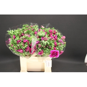 Anem Zwaar Orchid