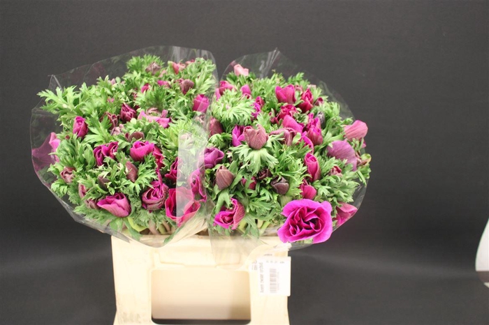 <h4>Anem Zwaar Orchid</h4>