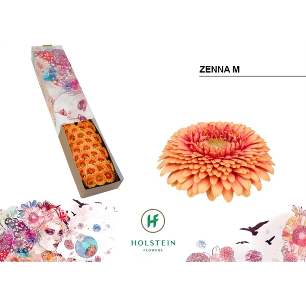 <h4>Ge Mi Pomponi Zenna M Box Holstein</h4>