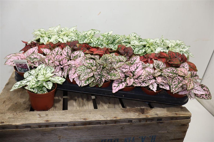 <h4>arr8 Hypoest Gem</h4>