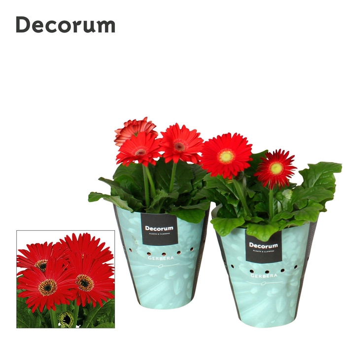 <h4>Gerbera 2+ bl. 12cm rood (diverse kleurtinten) potcover Decorum</h4>