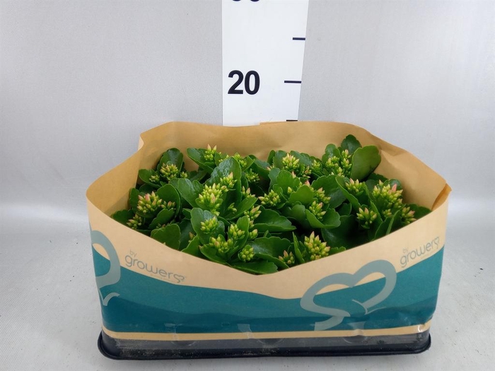 <h4>Kalanchoe blos.   ..</h4>