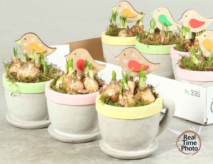 <h4>ARR NARCISSUS</h4>