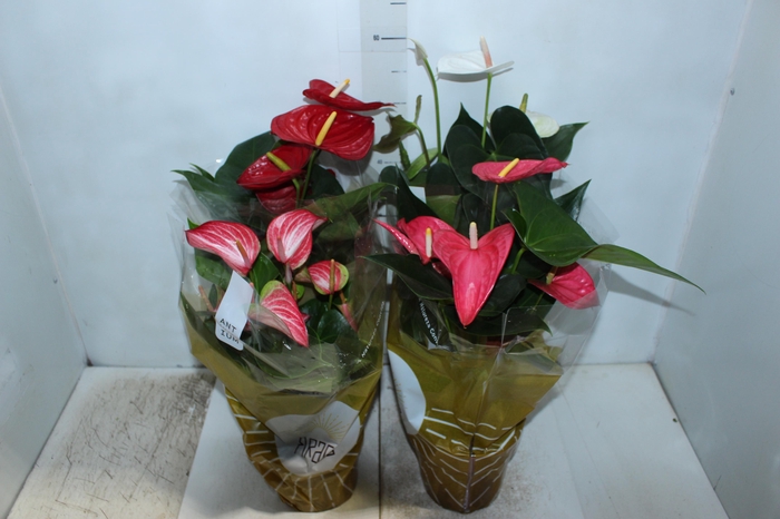 <h4>ANTHURIUM VARIADO P17</h4>