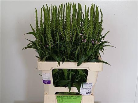 <h4>Physo Virginiana Ov</h4>