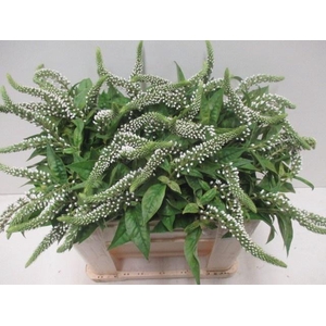 LYSIM CLETHROIDES