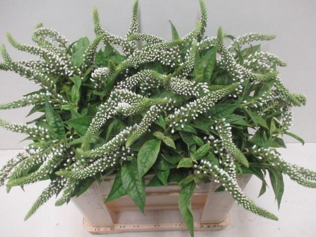 <h4>LYSIM CLETHROIDES</h4>
