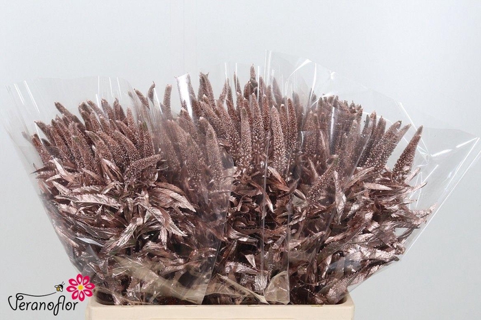 <h4>SNIJBL OV KLB H% BS</h4>