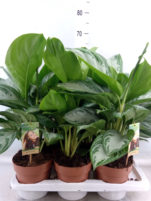 <h4>Aglaonema  'Silver Bay'</h4>
