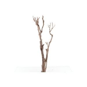 Syringa Branch Super Ruppe