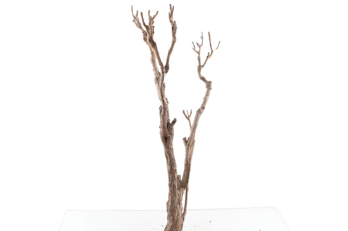 <h4>Syringa Branch Super Ruppe</h4>